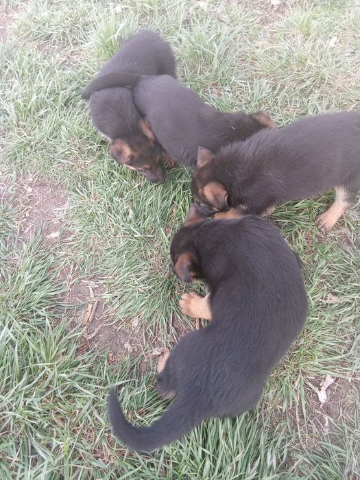 Щенки немецкой овчарки