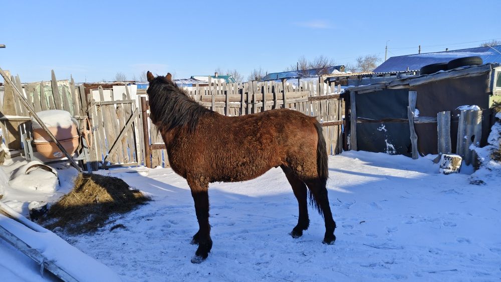 Продам коня на откорме