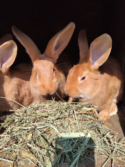 Кролята бургундские