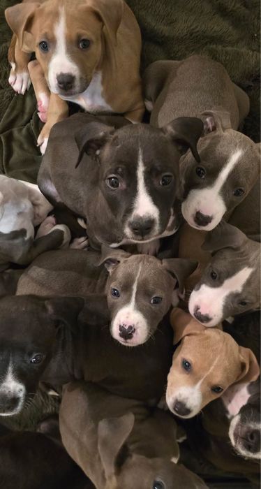 Америкаски стаффордширски териерчета