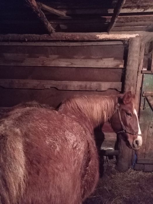 Продам лошадей с откорма