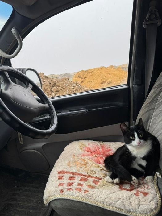 Котик молодой ищет дом