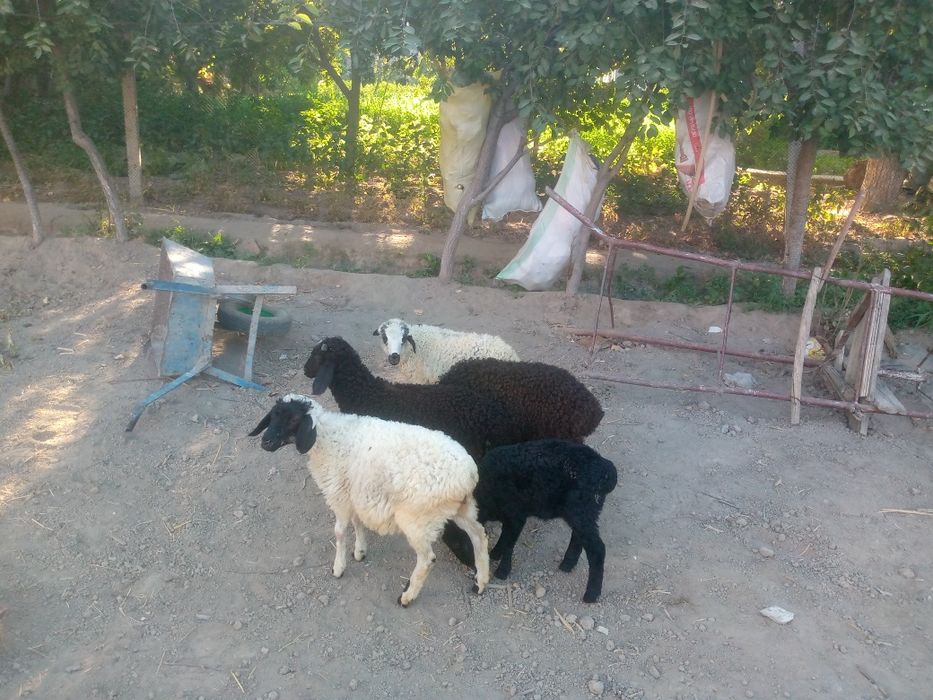 3 nar 2 moda barralar