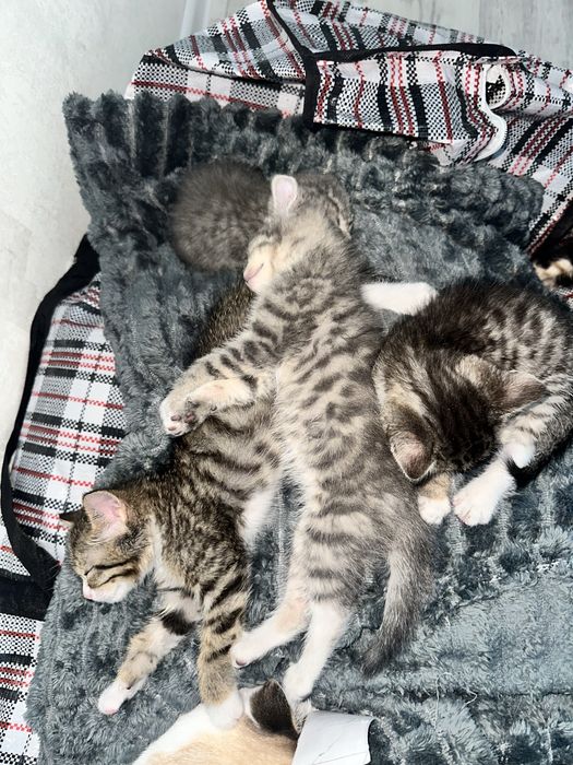 Маленький красивый котик ищет дом