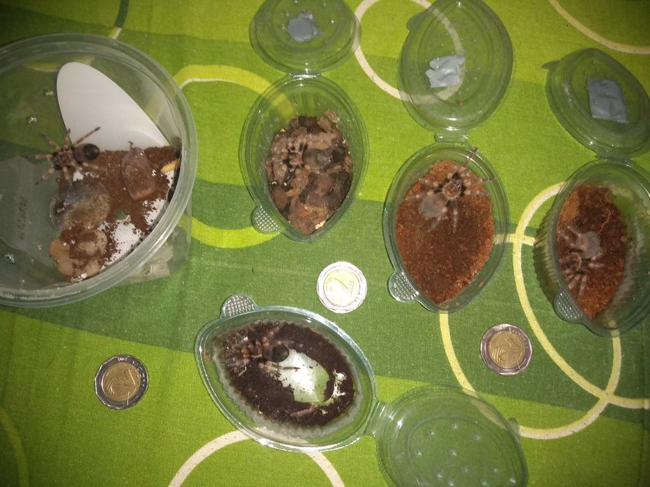 Тарантла tarantula