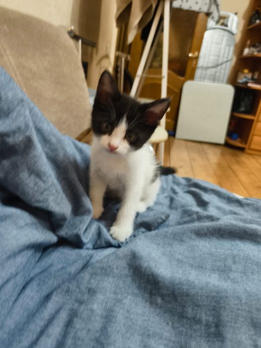 Отдам котят в хорошие добрые руки