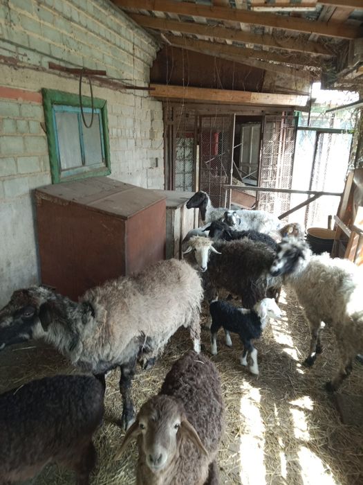 Продам 10 баранов