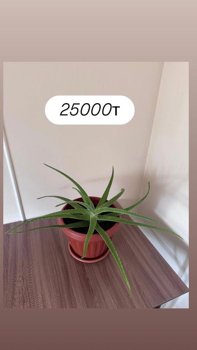 Үй гүлдері сатылады