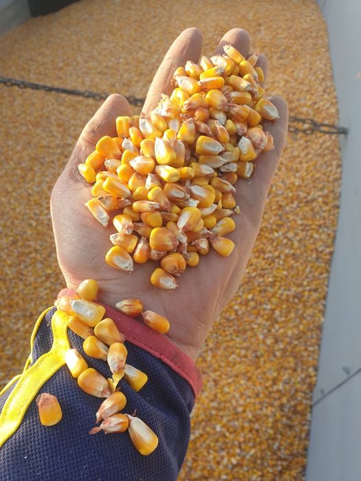 porumb și tarate de vanzare