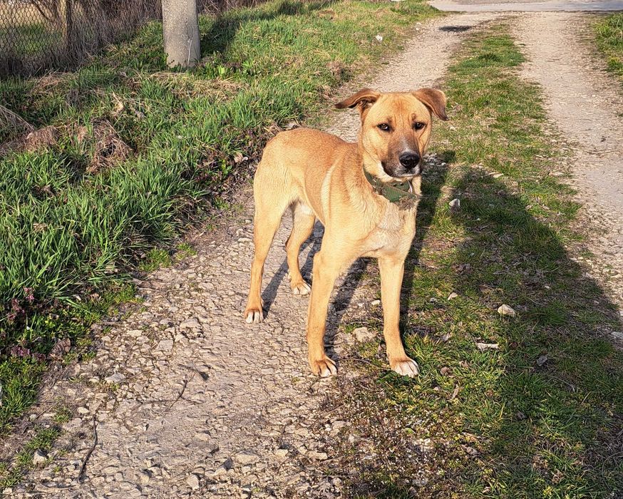 Подарява се куче