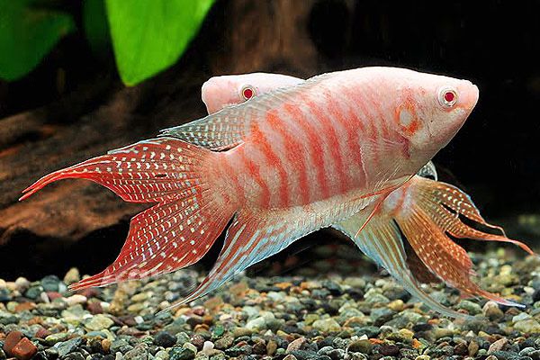 Макропод альбинос, подростки. Огромный выбор рыбок и аквариумов