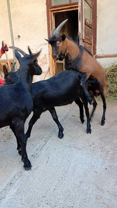 Vind 2 iedute, 2  tapi si o capra Alpina Franceza