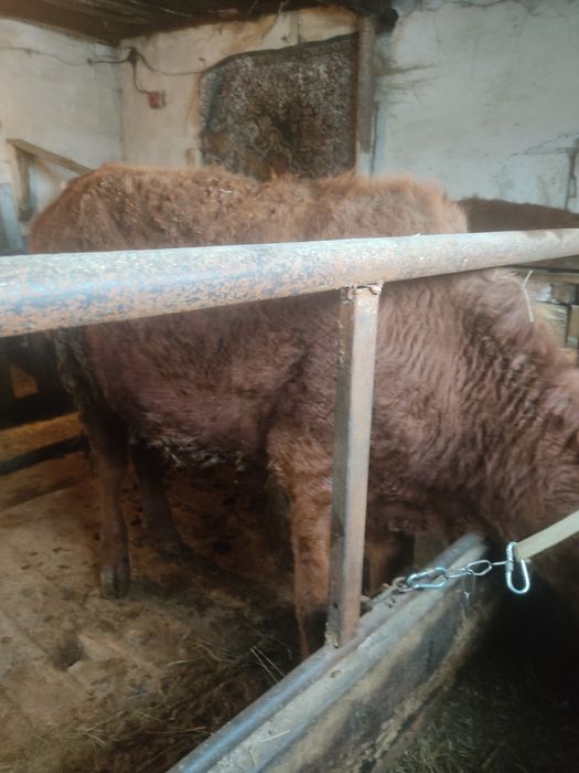 Тёлочек годовалых