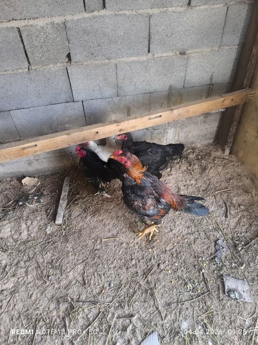 Докан , карлик .