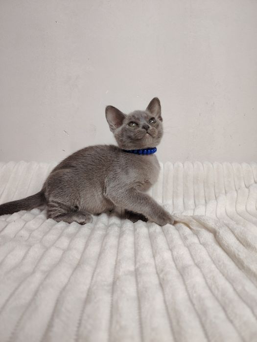 Европейская бурма