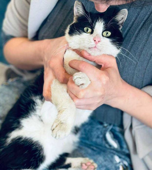 Коте Кари търси дом