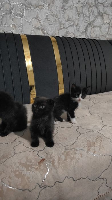 Отдам в хорошие руки