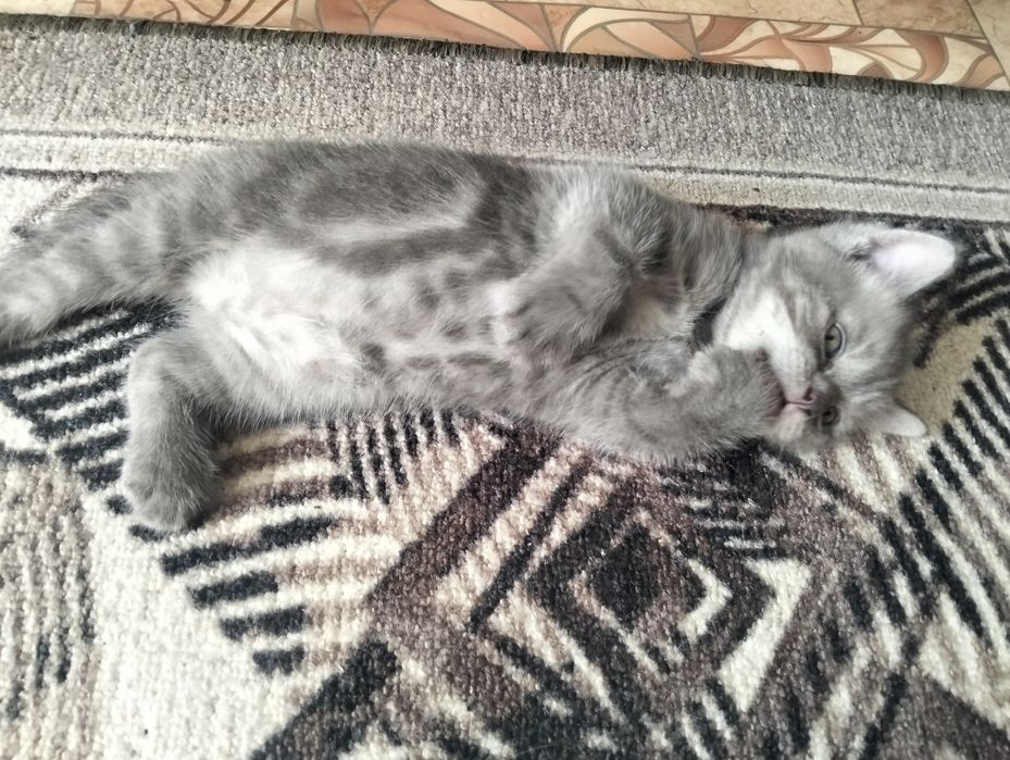 Продам шотландских котят