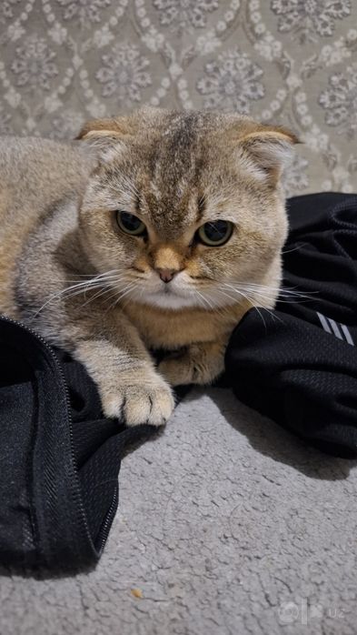 Scottish fold zalataya chinchilla