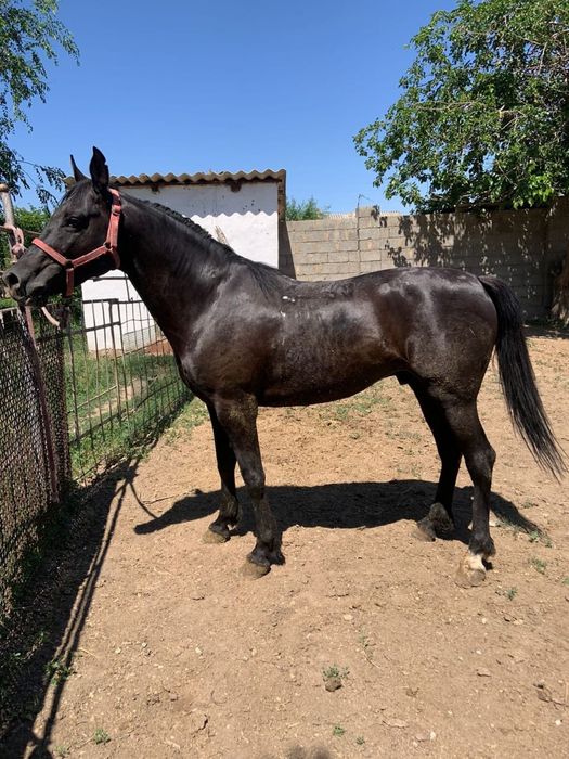 Полукров айгыр сатылады