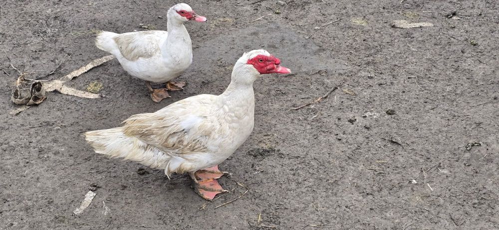 Vând rațe mute și rățoi