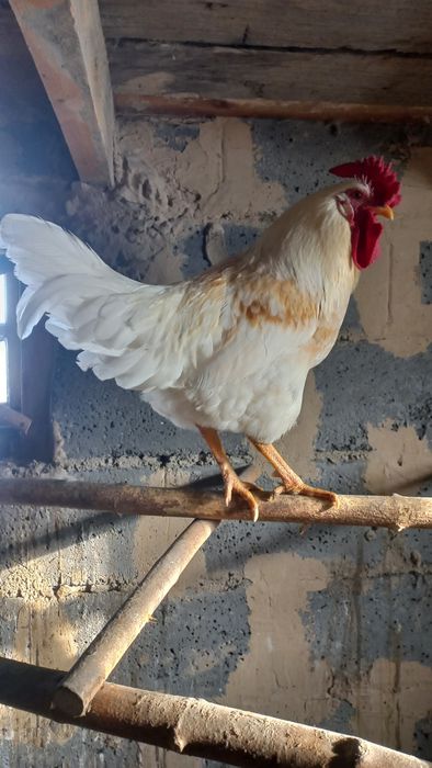 продам молодого петуха