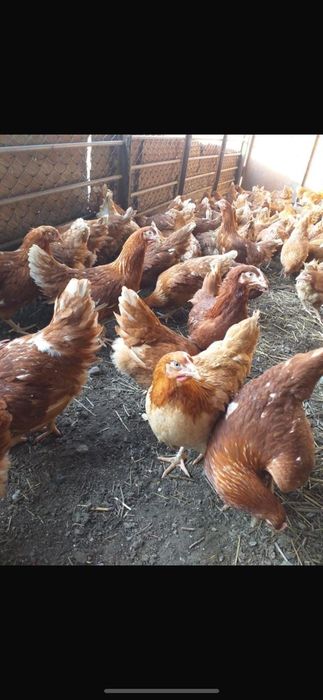 Курицы ломан браун