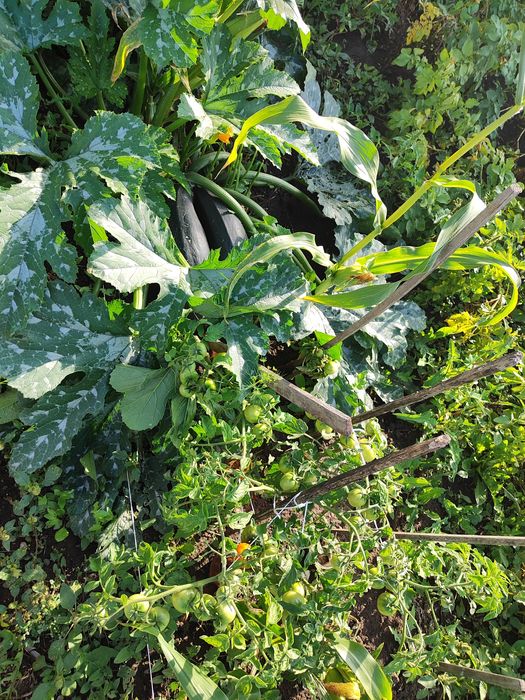 Продам дачу в Черёмушках рядом с речкой