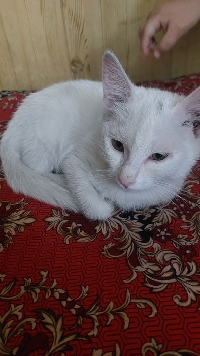 котенек 3 мес мальчик