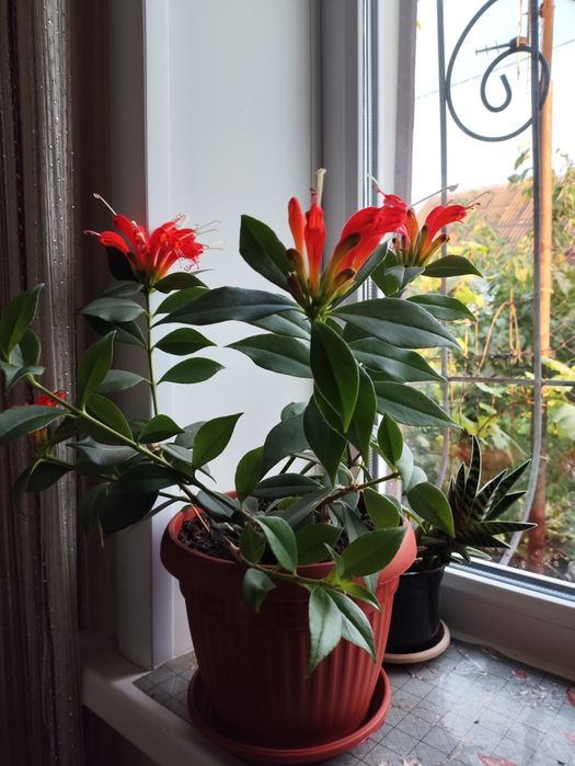 Эсхинантус- поцелуйчик.