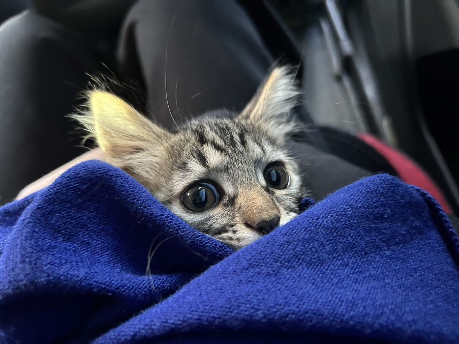 котенок сибирский