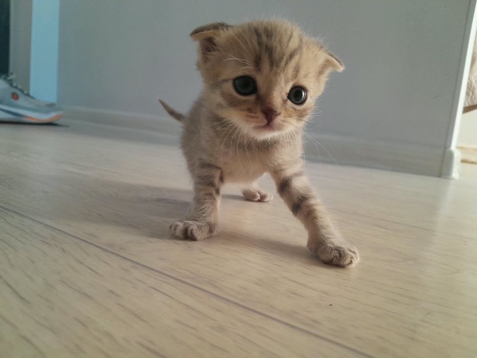 Британские  вислоухие котята