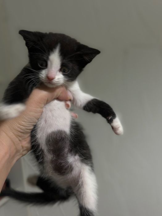 Котята в поисках дома