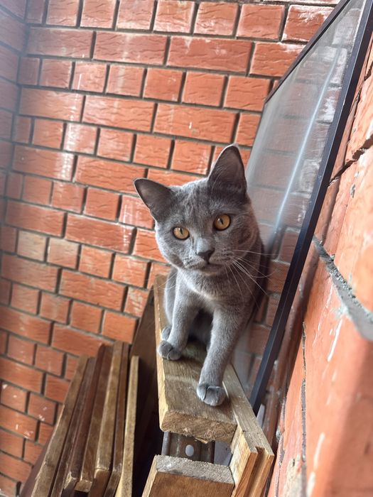 Отдам кота в хорошие руки