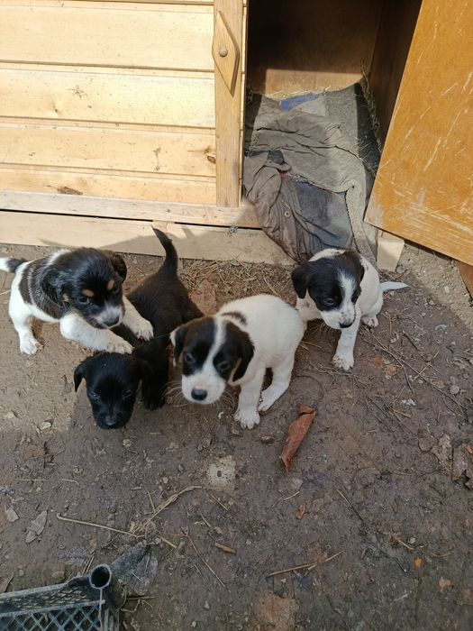 Отдам в хорошие руки все девочки!