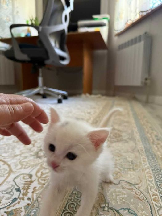 Котенок  1  айдан асты,  мальчик