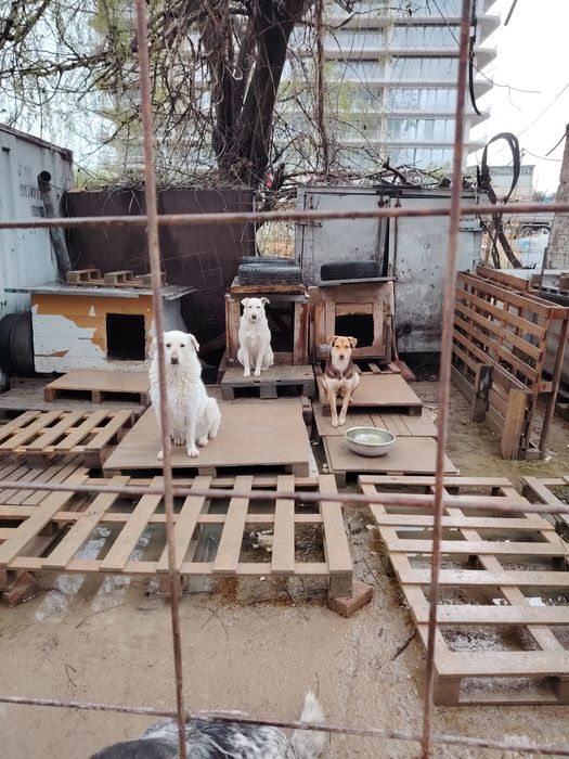 Ofer spre adoptie catei numai iubitorilor de animale,