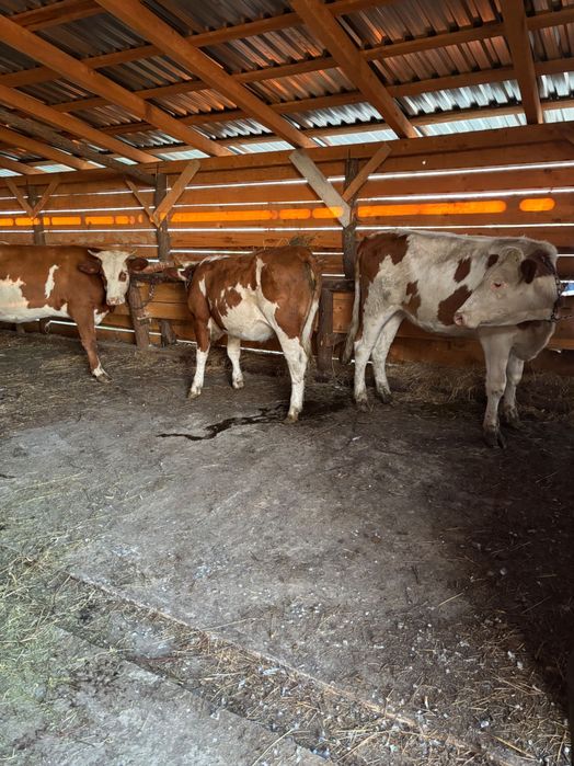 Animale vaci de vânzare județ Timiș