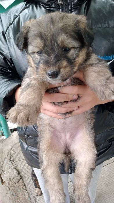 Срочно Отдам щенков