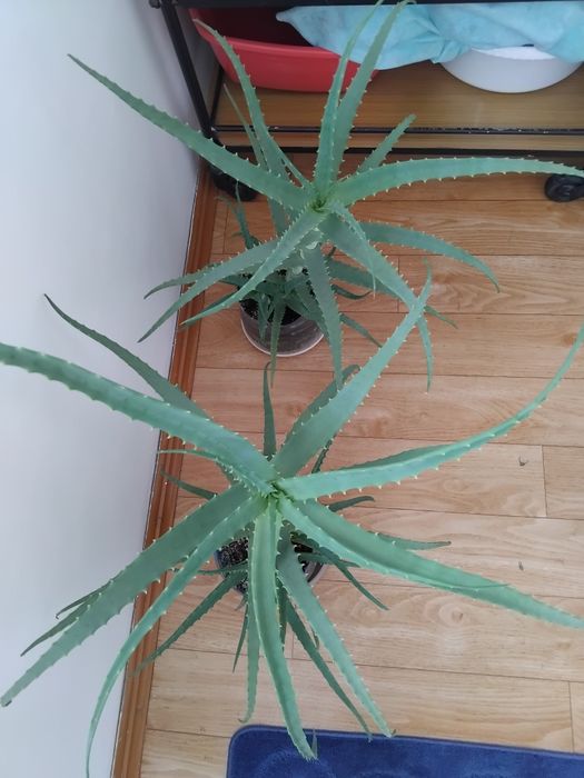 Алоэ столетник целебный 5 лет.