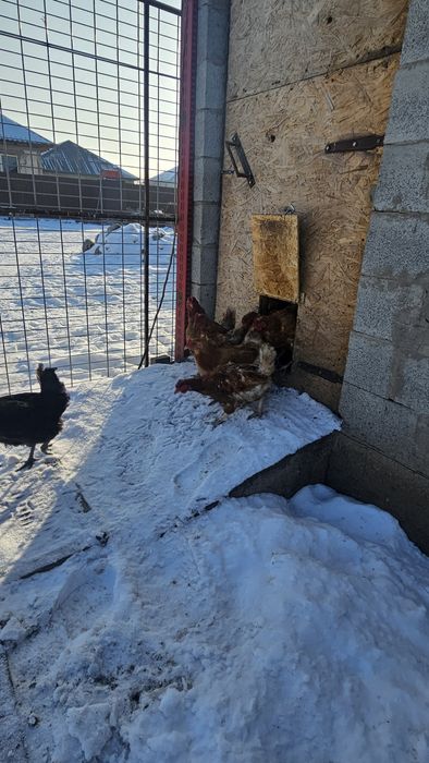 Продаю Ломан Браун