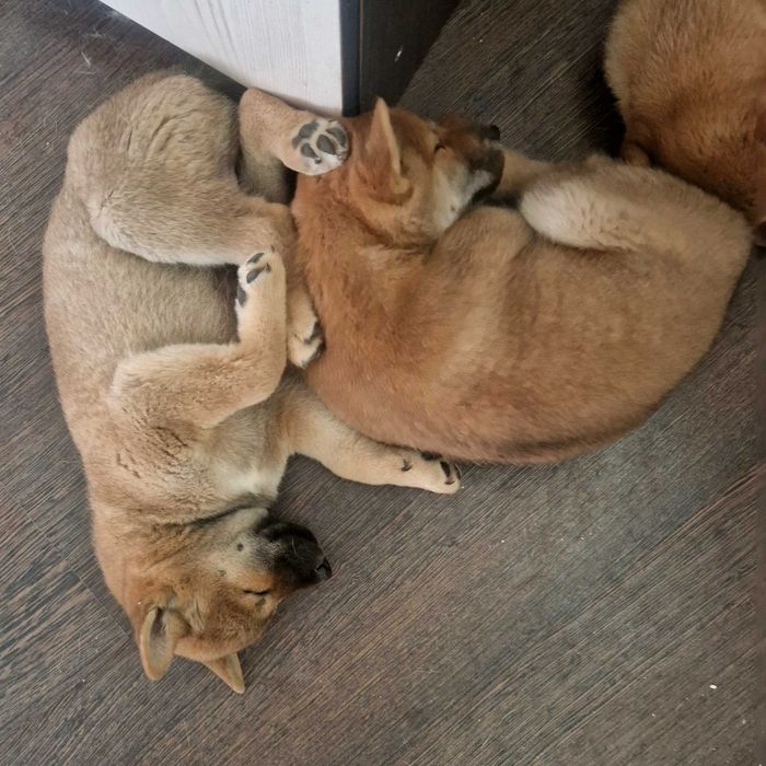 Щенки сиба ину 3 месяца