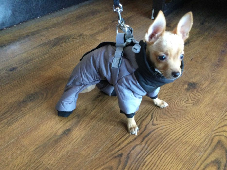 НОВ топъл сив зимен гащеризон за куче от Италия S и M размер