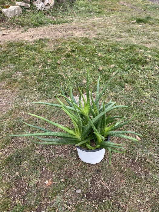 Алое вера в саксия