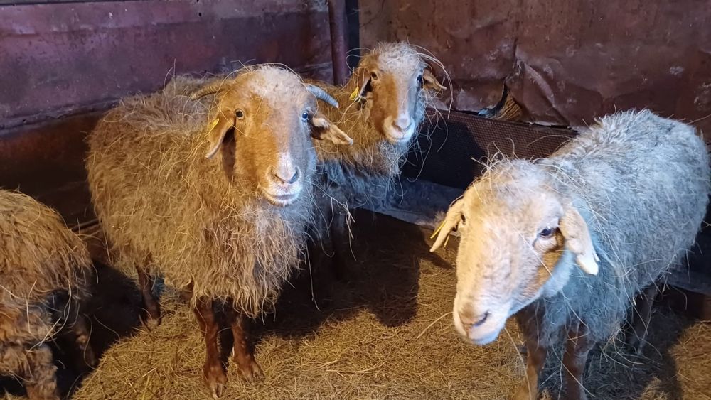 Қойлар мен ешкілер