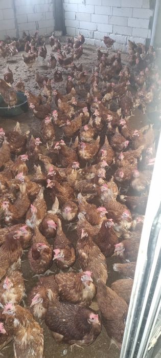 Vând găini tinere la sol - Livrare la domiciliu inclusă