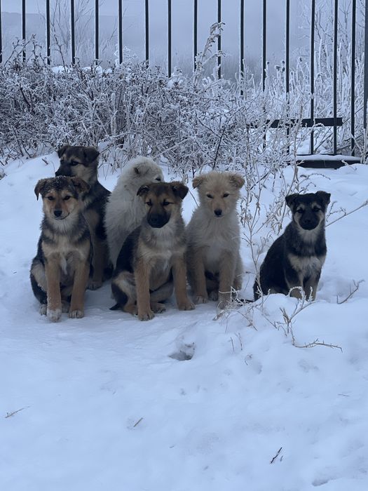 Отдам щенят в добрые руки