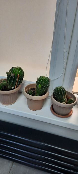 Продаются комнатные цветы