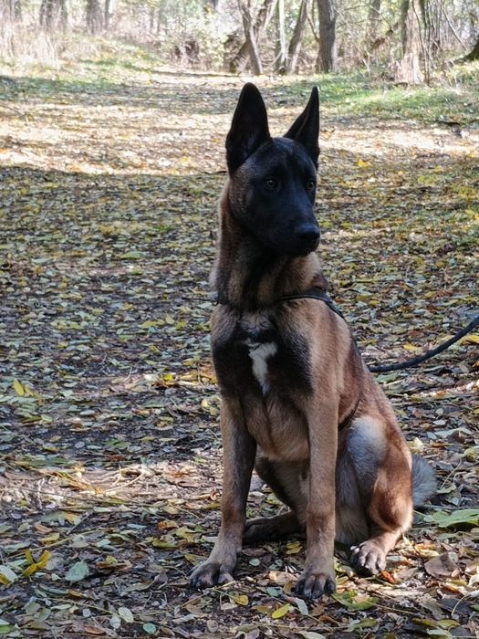 Белгийска овчарка Малиноа