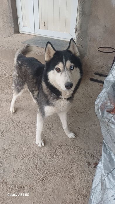 Сибирский Хаски Вязка